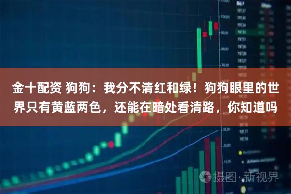 金十配资 狗狗：我分不清红和绿！狗狗眼里的世界只有黄蓝两色，还能在暗处看清路，你知道吗